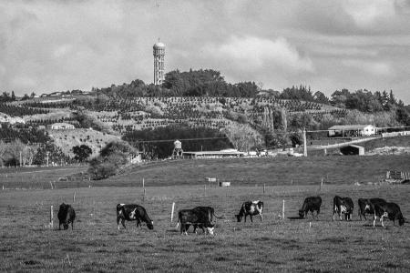 Cows IMG 0032