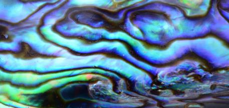 paua