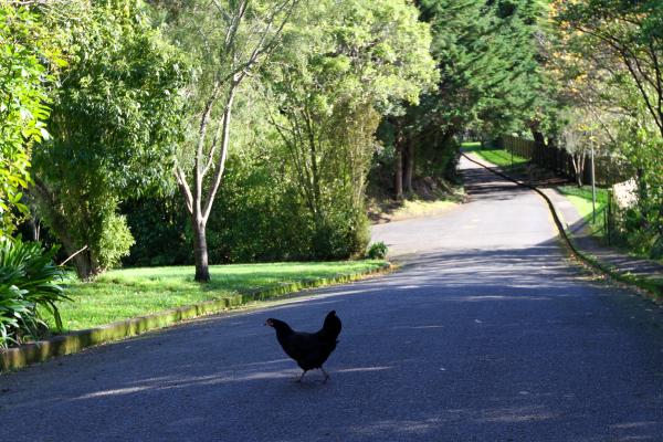 HeiHei IMG 5737