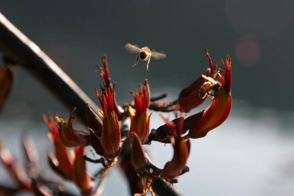 vanessa bees