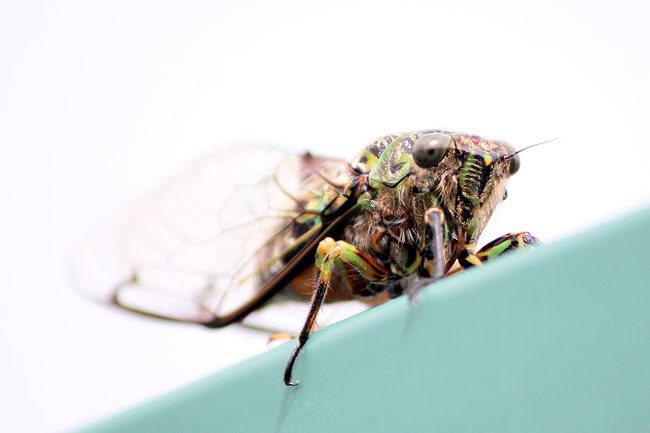 The Learning Connexion Art School Creative Arts Photography Course student Jasmine Robins 1